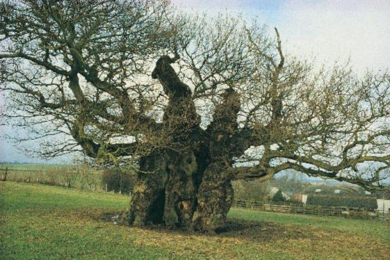 The Bowthorpe Oak