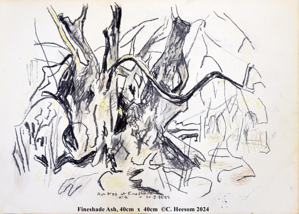 The Fineshade Ash by Crispin Heesom