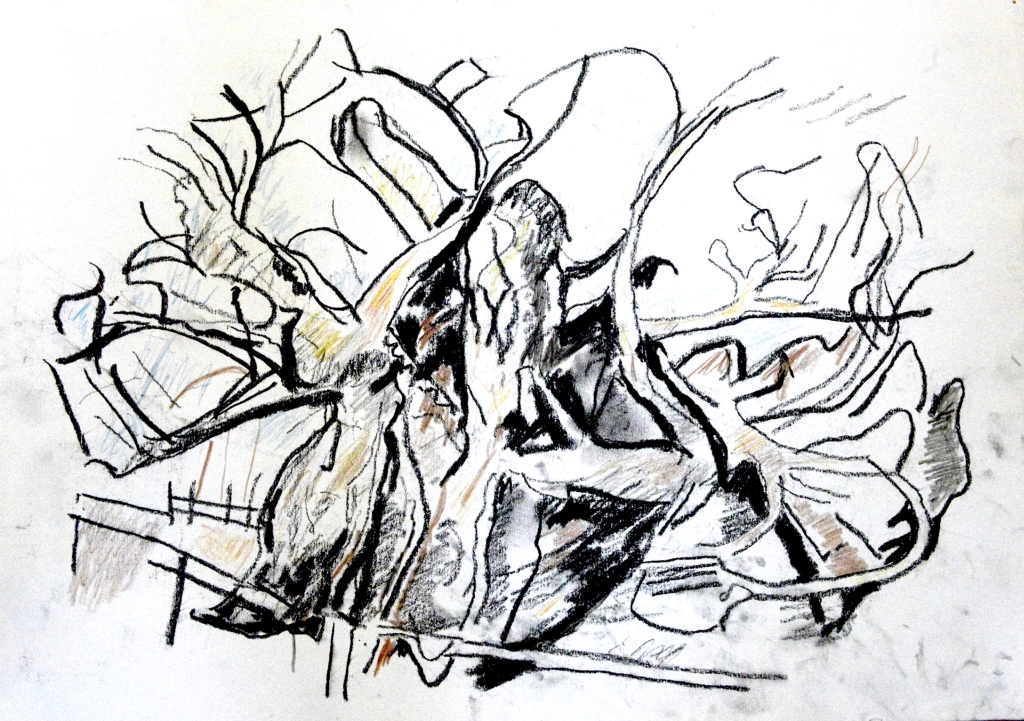 The Bowthorpe Oak, no. 4 by Crispin Heesom